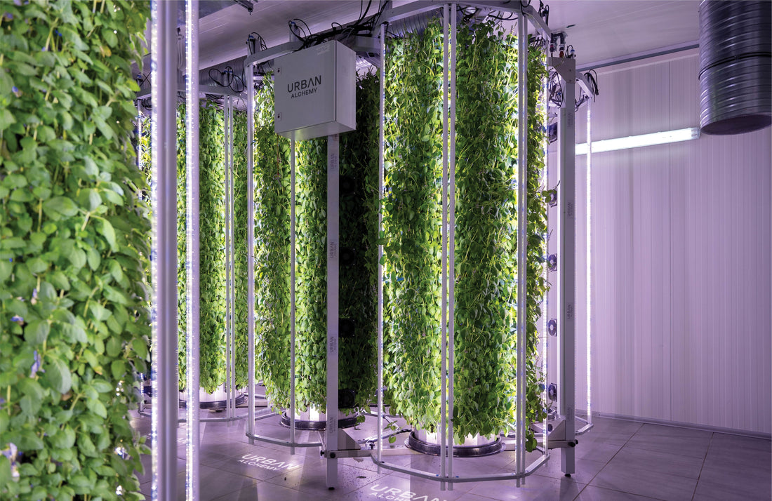 Eclipta Alba wächst in Indoor-Türmen der Urban Alchemy Vertical Farm bei Paris